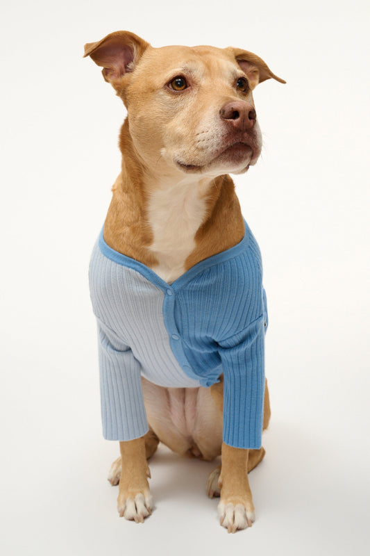 Pet Shoko Sweater - Periwinkle Multi | STAUD Exclusive